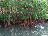 Aguirre Forest - GUAYAMA